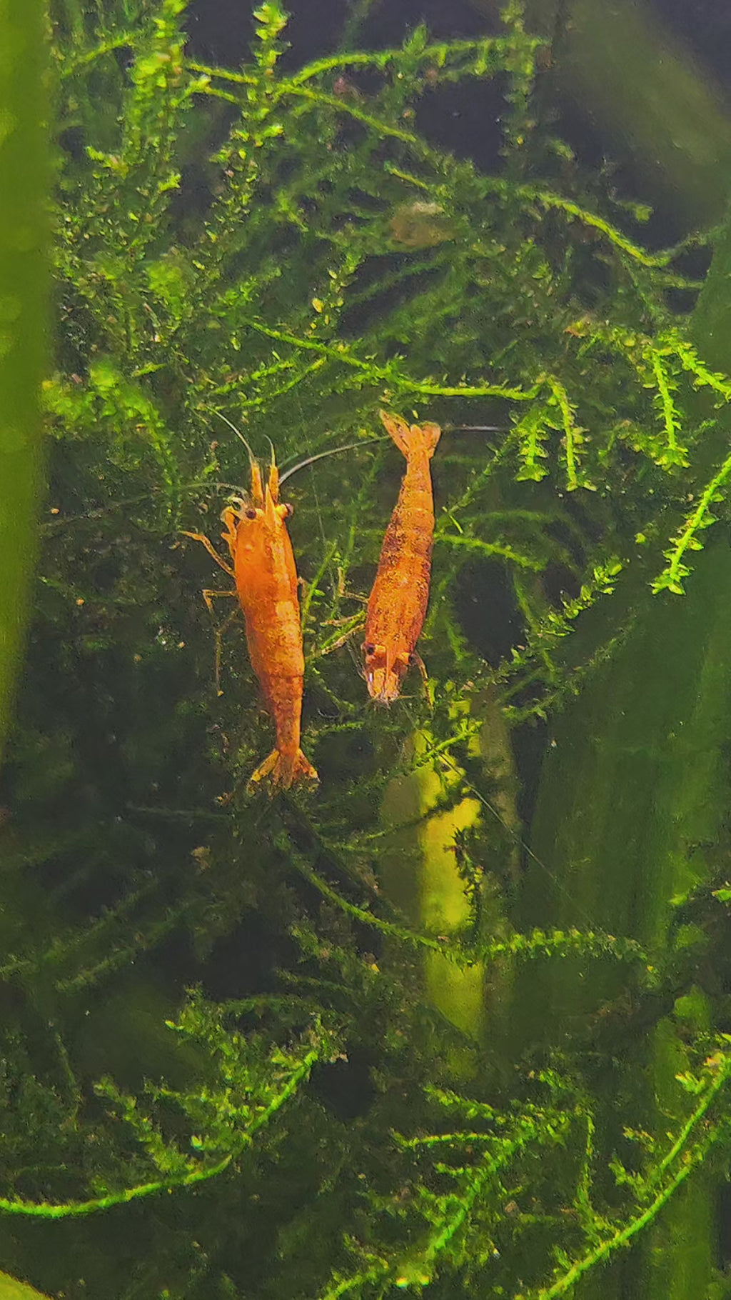 Orange Sunkist Neocaridina Shrimp