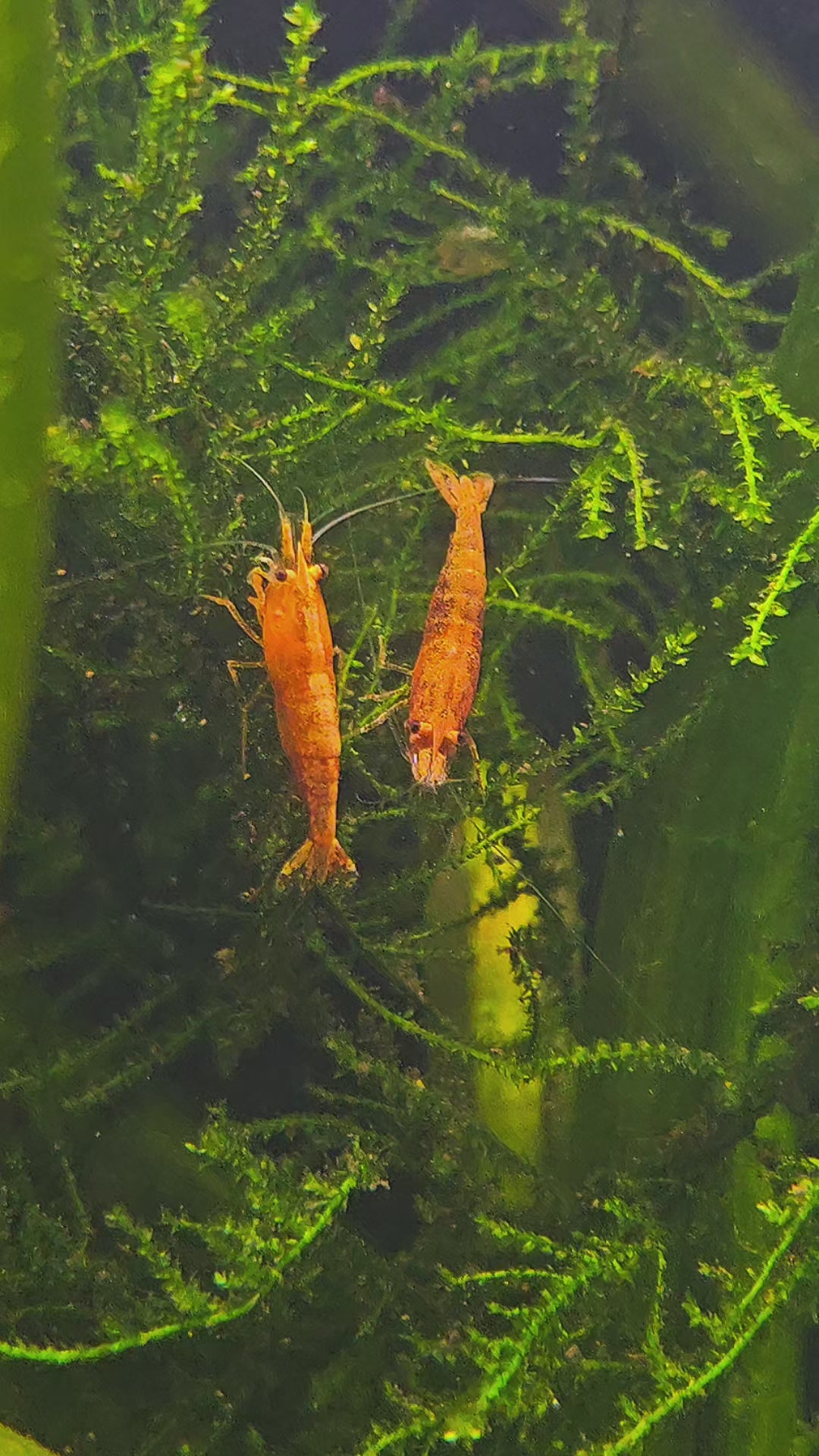 Orange Sunkist Neocaridina Shrimp