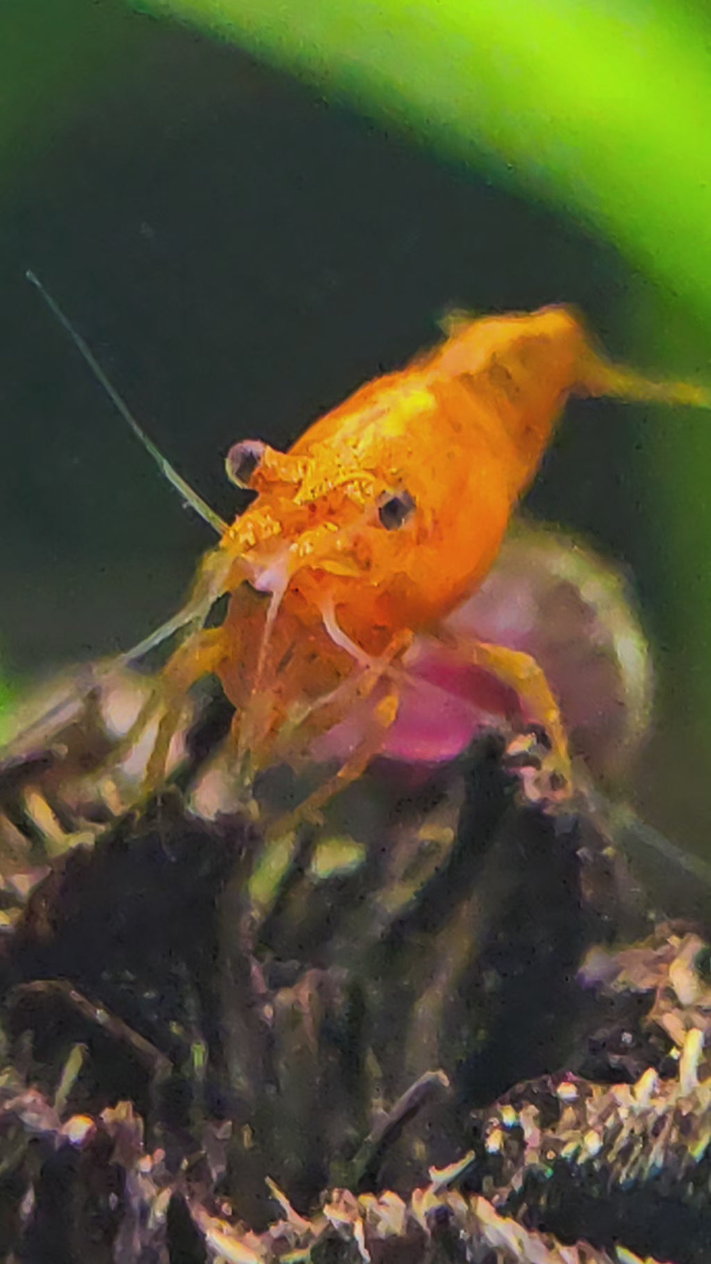 Orange Sunkist Neocaridina Shrimp