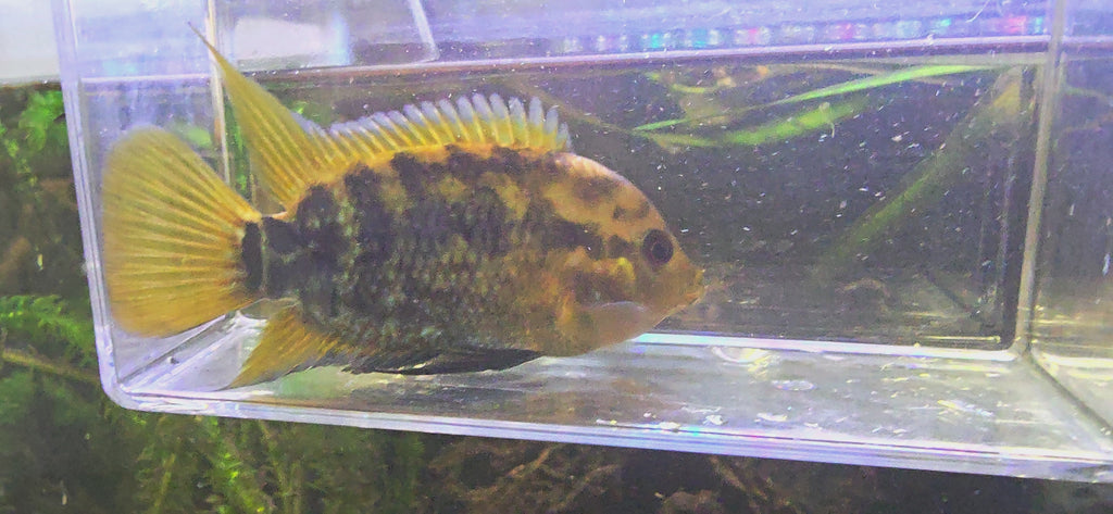 Rainbow Cichlid