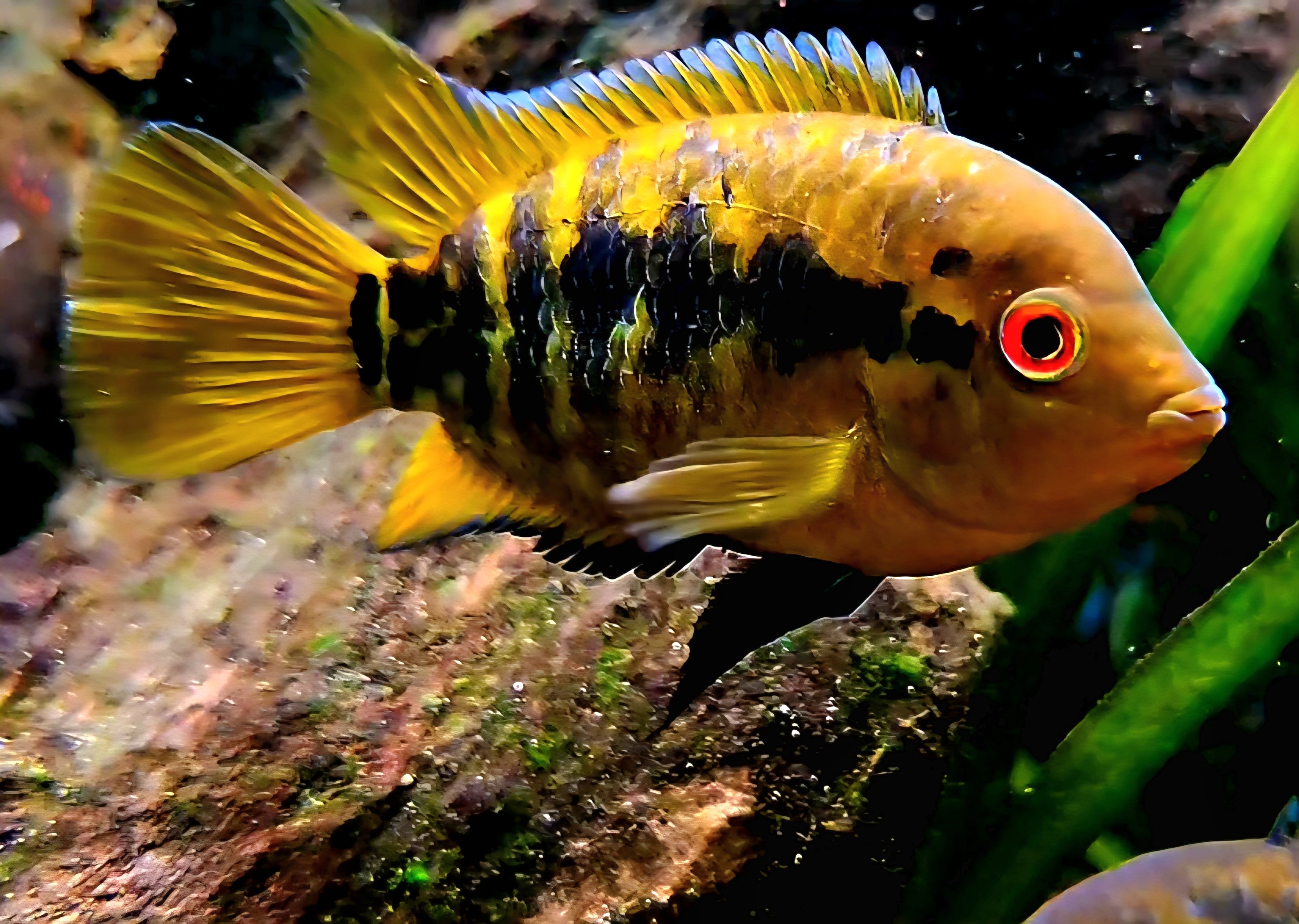 Rainbow Cichlid